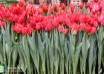 Tulipa Abba (2)
